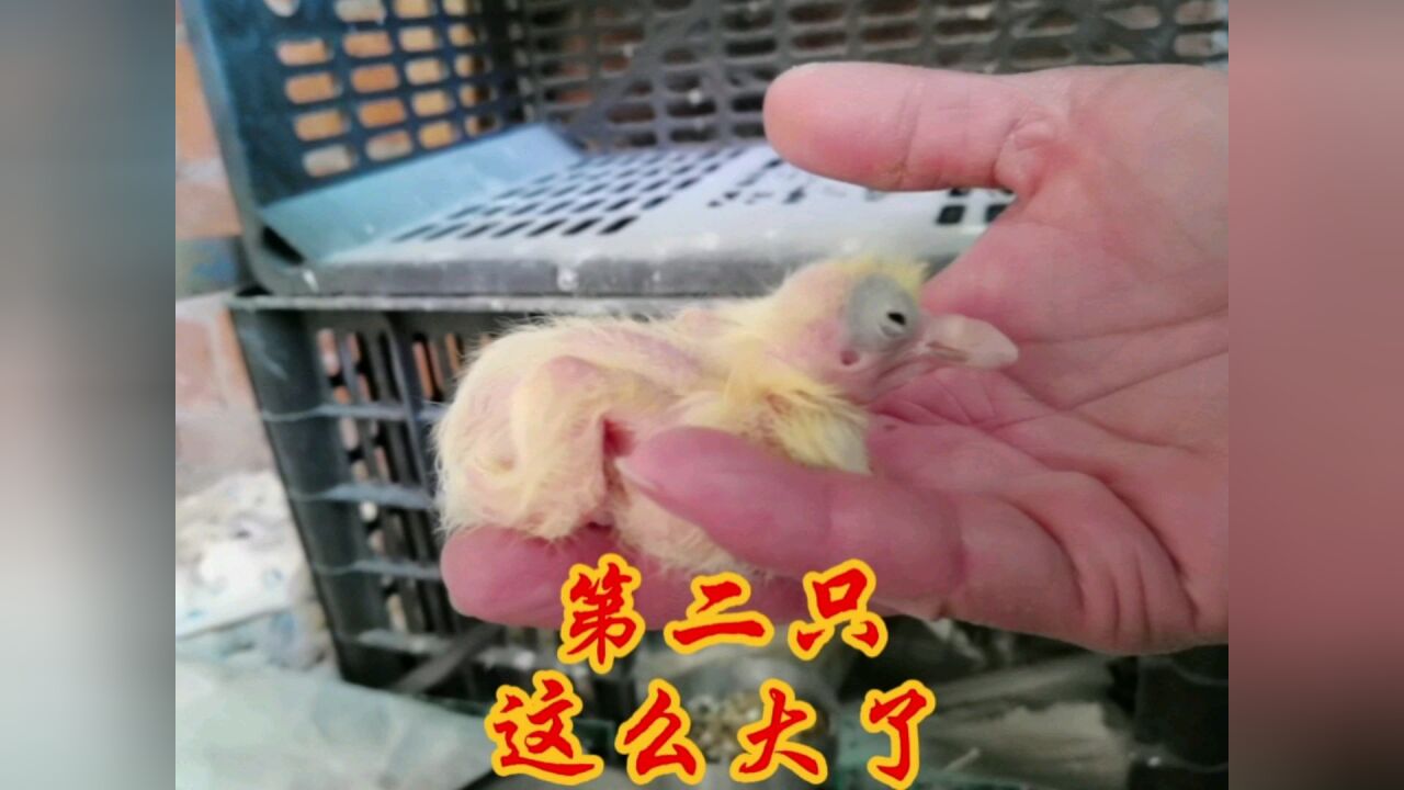 小鸽子长得真快!比那时农村小伙手养大多了,喂得不错#萌新UP #宠物 #看点优质作者定向邀约