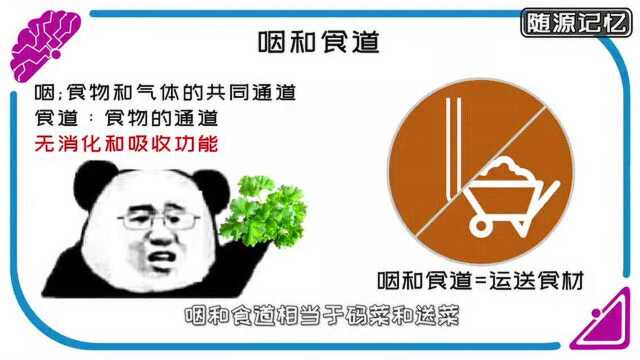 人体的消化系统怎么记?用中华小当家的方式打开初中生物重点,会考快速提分