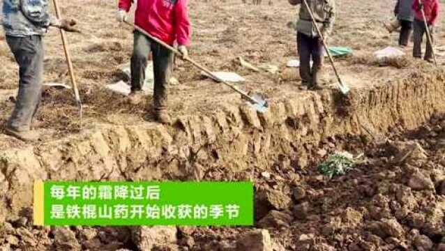 八代传承的怀药老字号如何保持品牌生命力 ?| 深读绿公司⑨