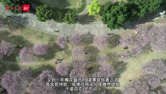 图集|梅州:一季梅花开 待一季春来