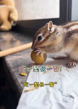 今天给大家表演一个成语——吃一堑长一智