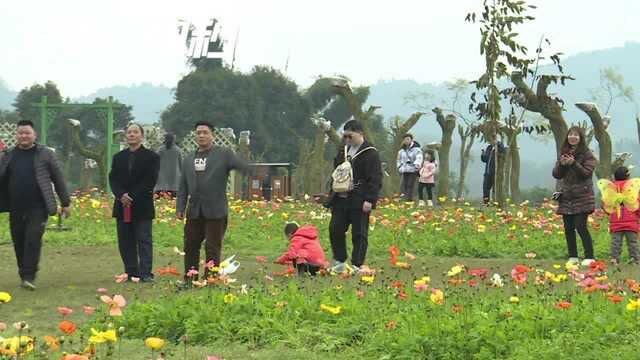 300亩虞美人绽放 四川宜宾长宁蜀南花海景区花开迎客