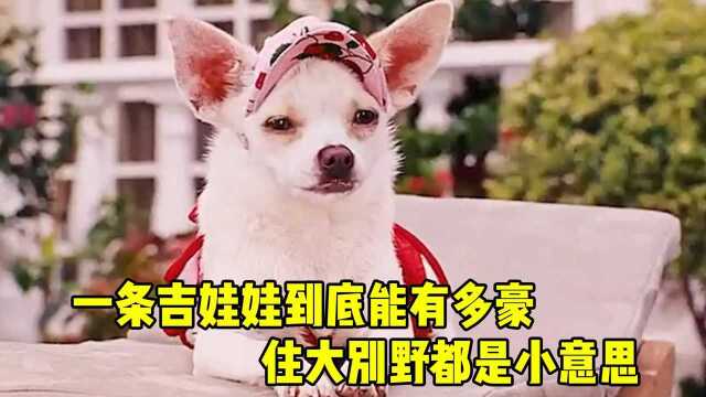 一条吉娃娃到底能有多豪?背名牌包,住大别野都是小意思