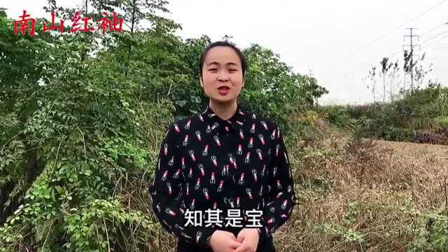 农村的黄鹌菜人称“还阳草”,到底有啥价值?懂的人当宝一样