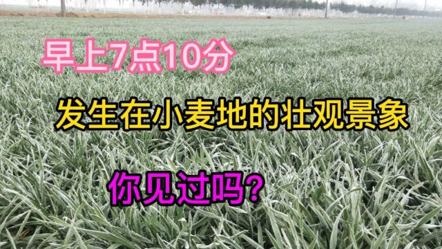 农村早上7点10分,小麦地出现奇特现象,60岁大爷都没见过