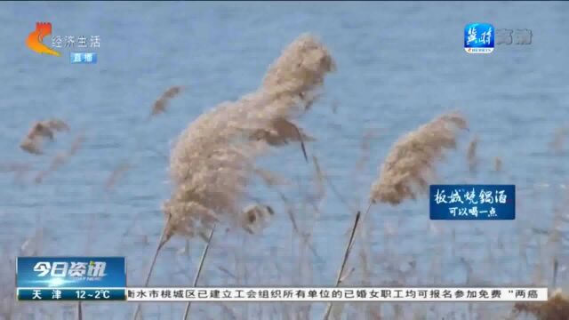 【寻找湿地“精灵”】邢台内丘∶春日天鹅舞 览胜鹊山湖