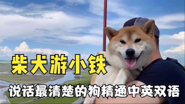 柴犬游小铁:不仅会说汉语而且还能讲英语,这只鹦鹉柴犬不简单!