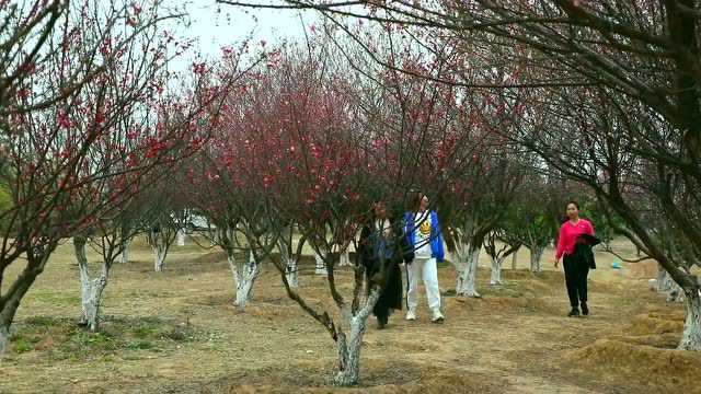 美!美!美!一到春天,孝感就成了“花花世界”~