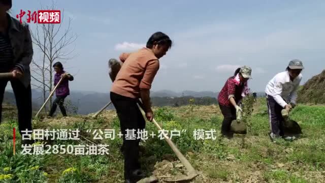 航拍:重庆酉阳油茶基地春季管护忙