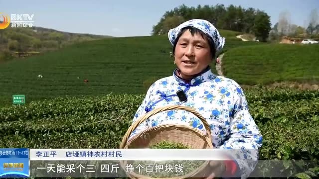 清茶一盏,相邀远方!魅力茶乡邀你尝鲜