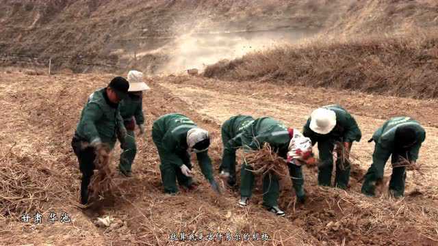 短视频|华池的山梁梁“药香四溢”