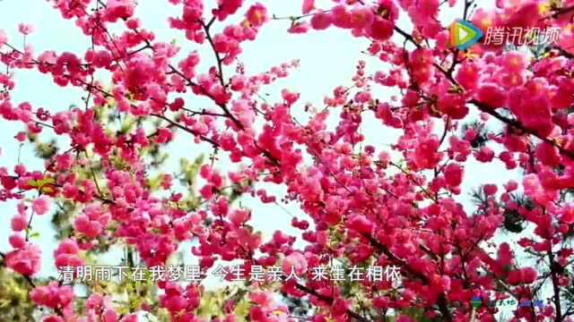 【清明特辑】又是一年杏花雨‖周虹秀