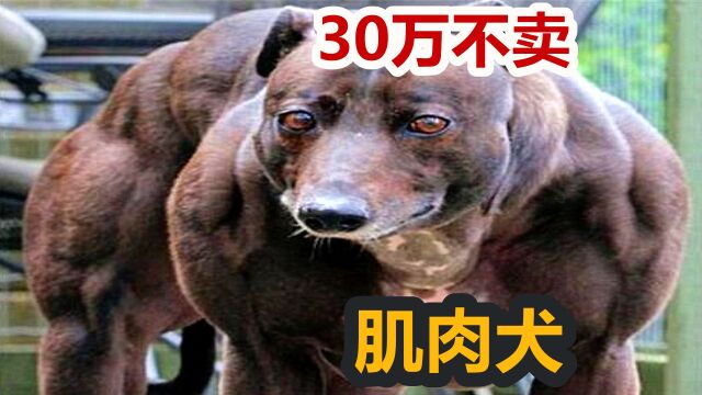 30万一只不肯卖,惠比特犬基因突变后,诞生顶级肌肉犬