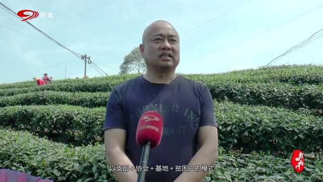 乐山市犍为县方井村:“花+茶”产业高质量发展助力乡村振兴