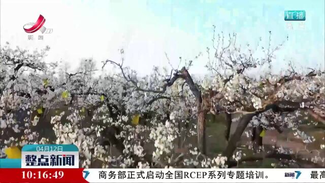 河北临城:梨园“云赏花”