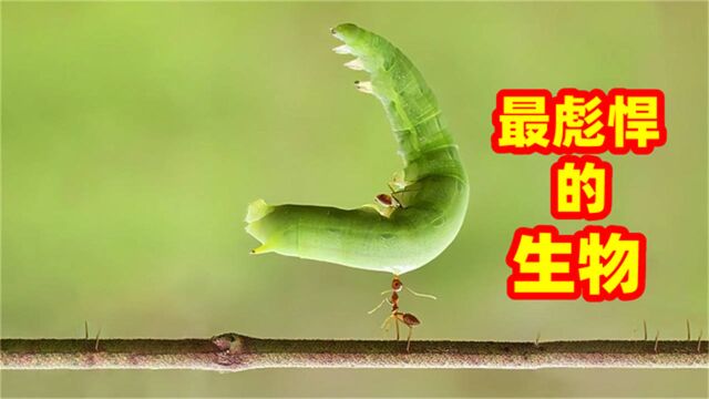 7种最彪悍的生物,屎壳郎多厉害?相当于人拉动82吨的重量