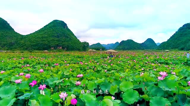 世界地球日:《一荷一世缘》人类命运共同体 同根并蒂一世缘