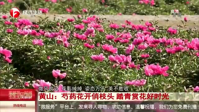 【视频】黄山:芍药花开俏枝头 踏青赏花好时光