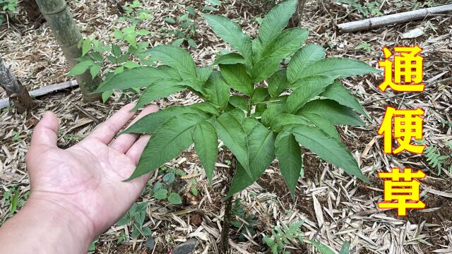 农村不起眼的野魔芋,没想到用途非常强大,被老人叫作“通便草”