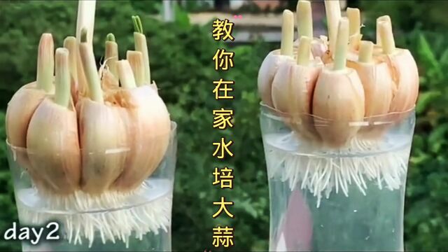 教你在家水培大蒜苗