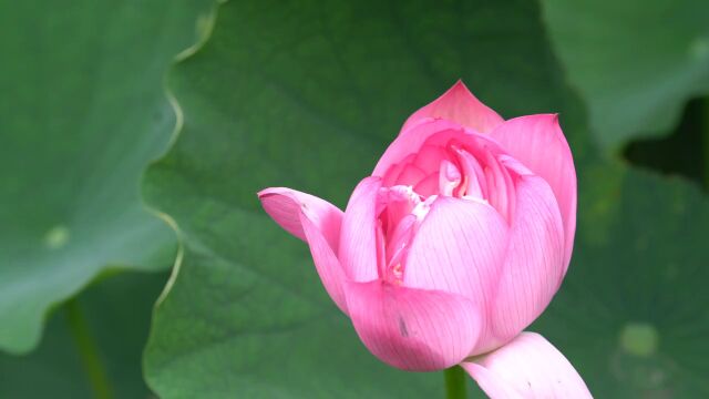 夏天夏季夏日 小暑 大暑 荷花荷花池 荷塘高清实拍视频 