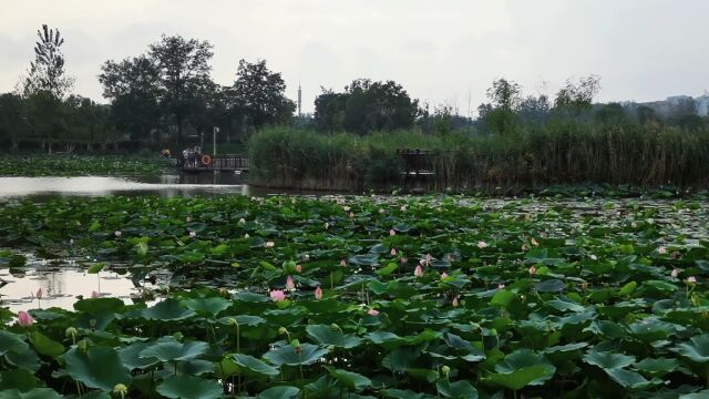 春天公园荷花池塘荷叶实拍风景视频素材2