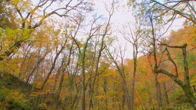 秋天金秋十月 秋分 中秋 深秋风景森林树林山川溪流溪水