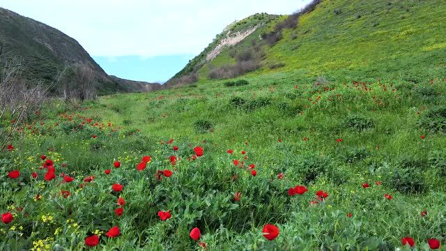 初夏的味道 是山野的芬芳