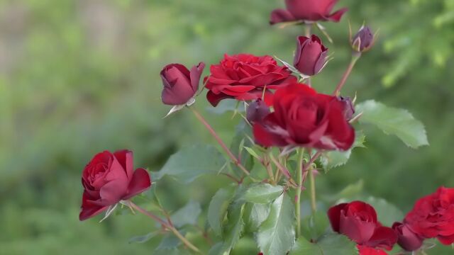 玫瑰花 花朵 自然 视频素材 实拍视频