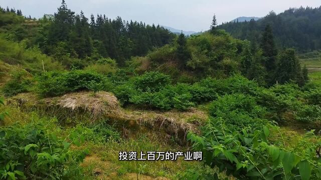 投资上百万的种植基地,最终决定要放弃了,农村创业真的太难了