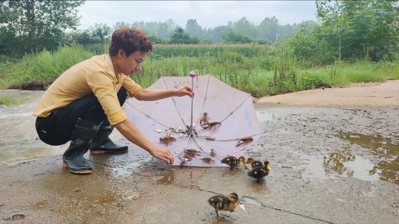 暴雨收地笼意外遇四只流野鸭,吃起小鱼很凶猛,收养它合适吗