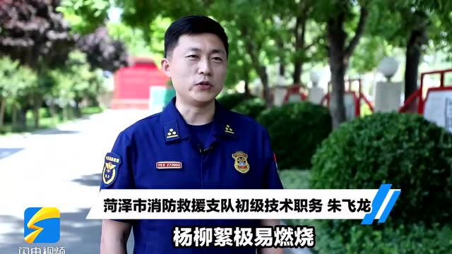 杨柳絮飘飞季 随意点燃引火灾后果有多严重?