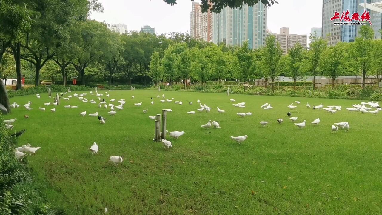 上海人解封了!人民广场的鸽子们也都好好的