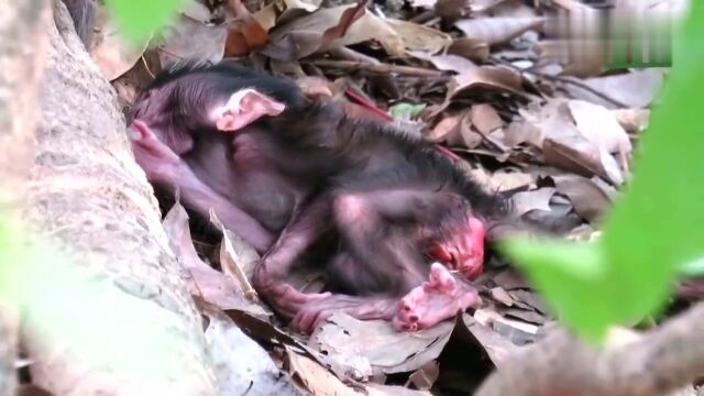 猴儿(stary)被猴妈抛弃,急促的呼吸,虚弱的趴在地上,好心疼!