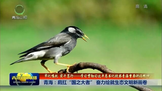 【牢记嘱托 实干笃行——学习贯彻习近平总书记视察青海重要讲话精神】青海:肩扛“国之大者” 奋力绘就生态文明新画卷