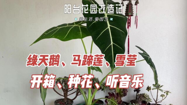 买到喜欢的绿天鹅海芋!开箱、种花、听音乐,园艺让生活更美!