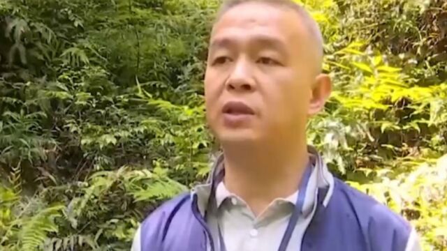 永康首次拍摄到国家二级重点保护野生动物豹猫