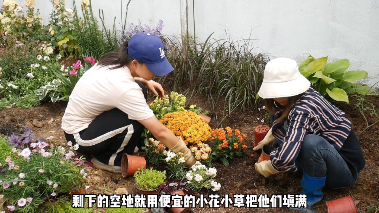 在农村小院做了个花园,等月季爬满整墙花园就太美啦!