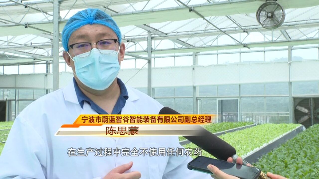 余姚:水培蔬菜实现工厂化运作 智能管理提产还节约人力