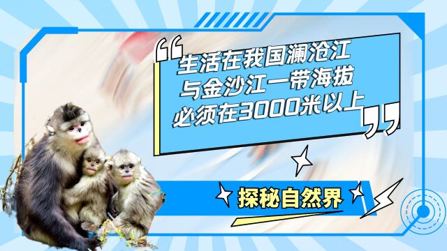 生活在我国澜沧江与金沙江一带海拔必须在3000米以上,为了适应环境它们的鼻子几乎扁平毛发基本很长