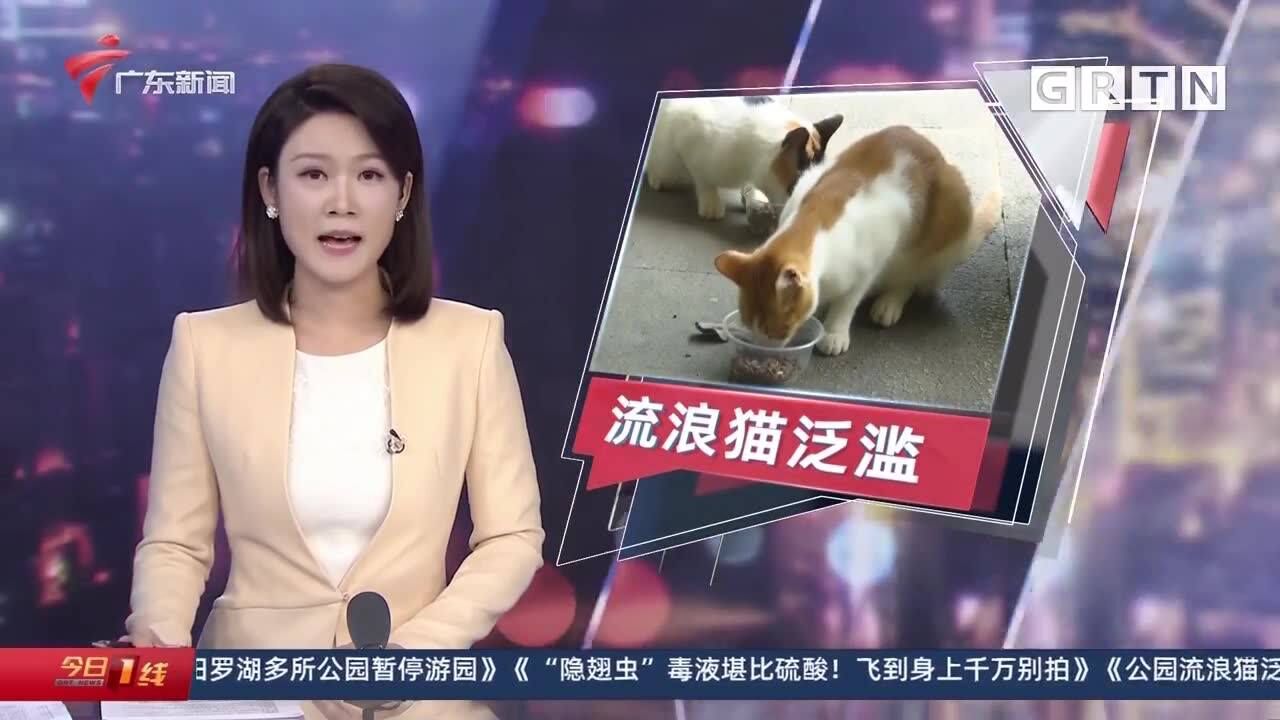 广州:公园流浪猫泛滥 如何管理成难题!