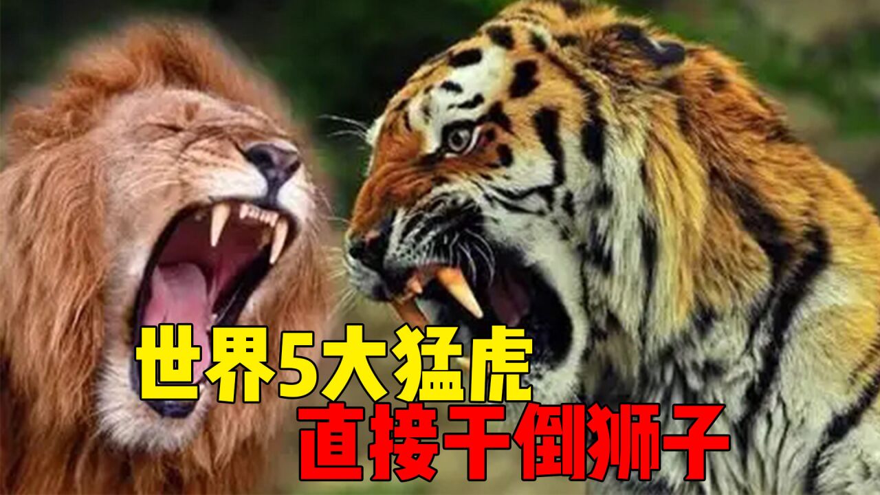 世界各国的猛虎,能干倒狮子的,还得是"特种虎"
