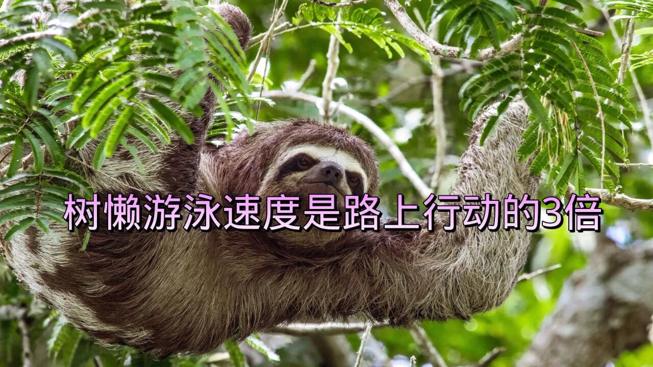 树懒游泳速度是路上行动的3倍
