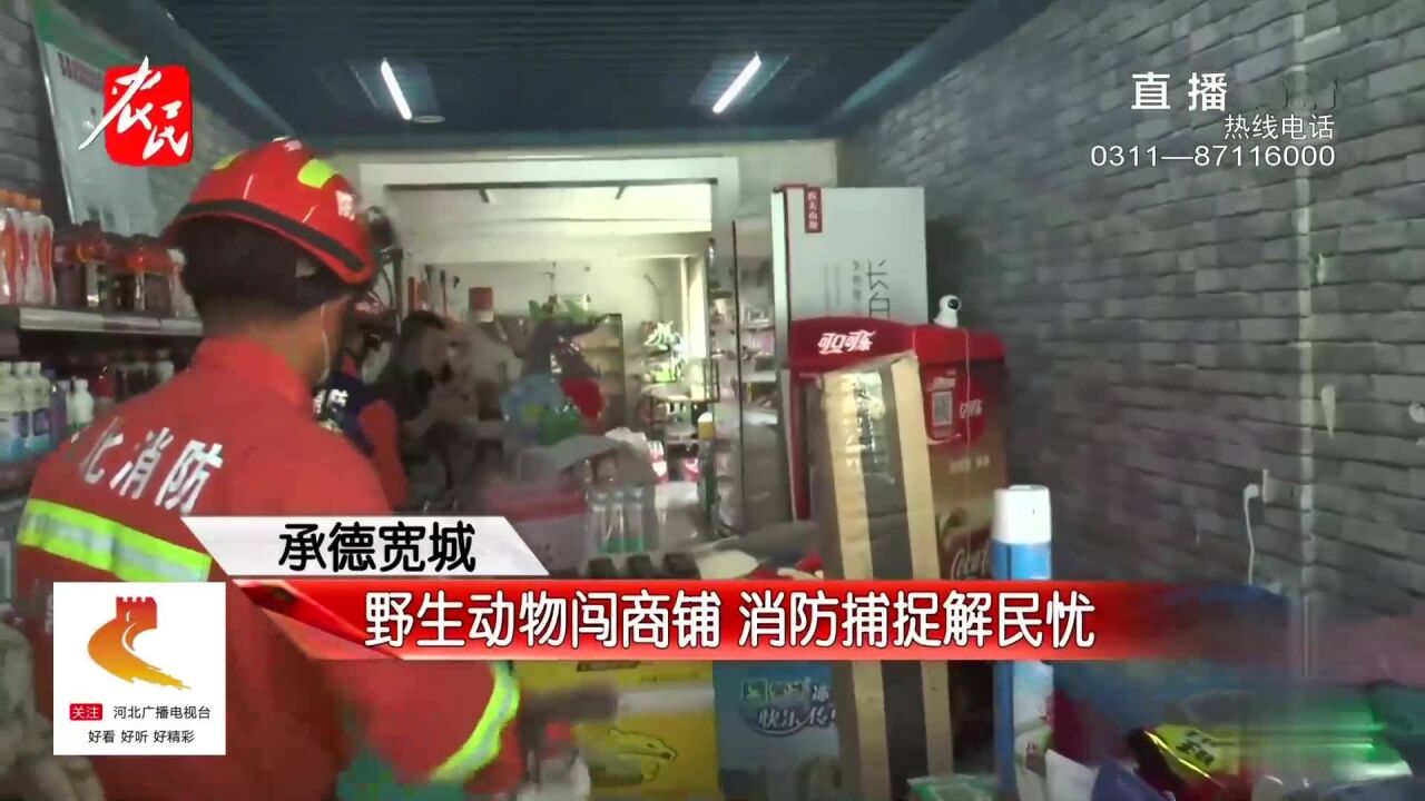 承德:超市中闯入不速之客,店家求救消防员帮忙