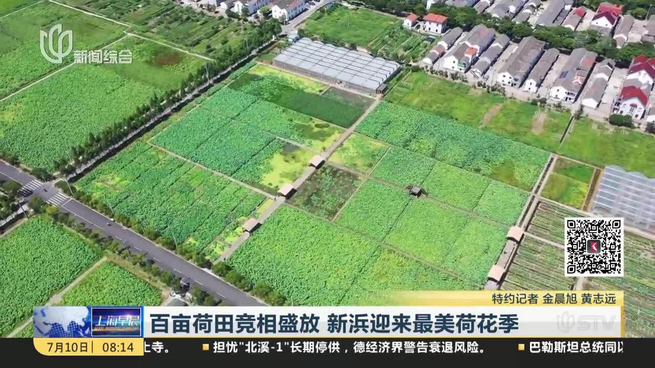 百亩荷田竞相盛放 新浜迎来最美荷花季