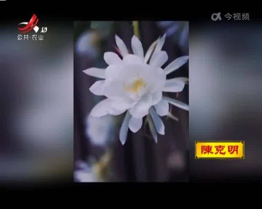 【惊艳每一帧】一株昙花上15朵花骨朵同时绽放