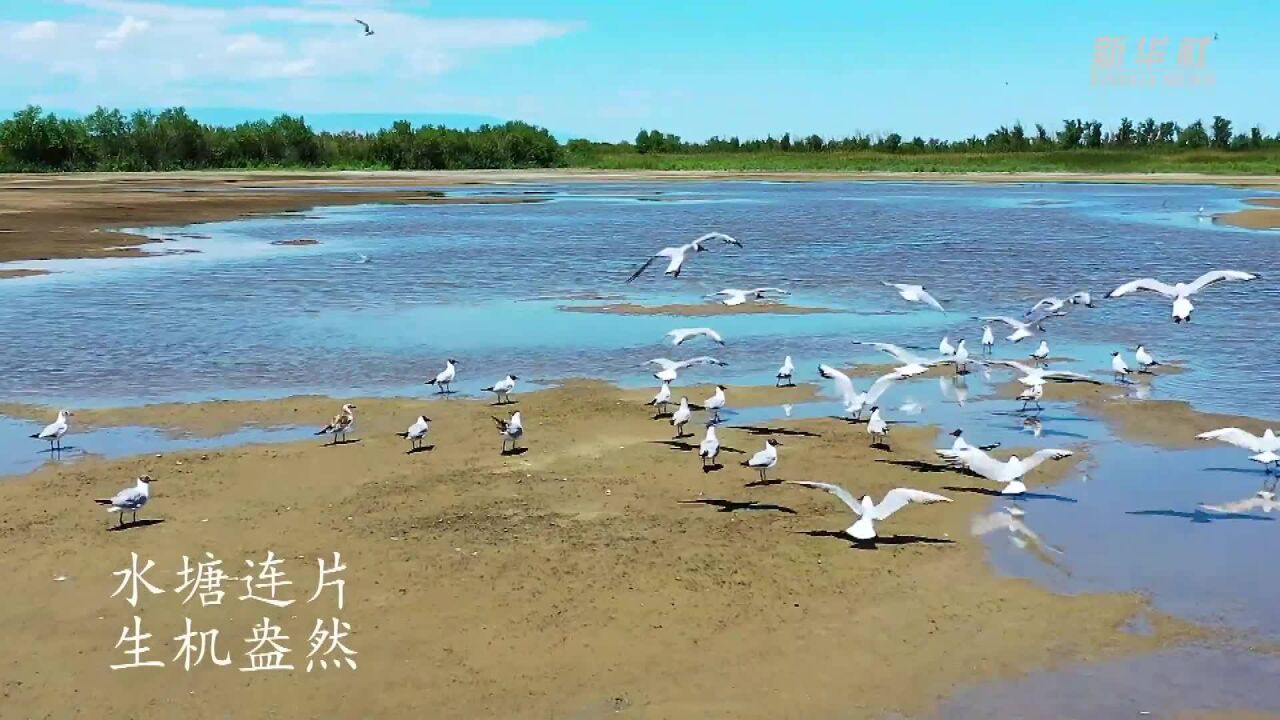 新疆博州:艾比湖湿地成候鸟乐园