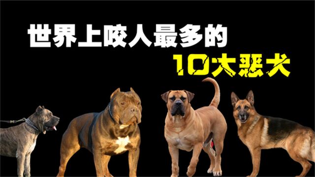 世界上最危险的10大恶犬,千万不要以为什么狗都可以随便乱摸!