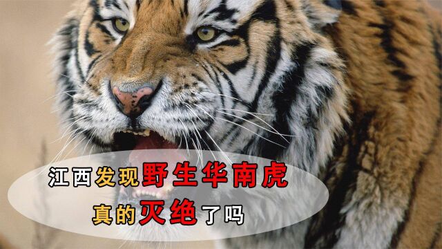 江西村民发现野生华南虎,专家曾断言已经灭绝,到底该相信谁?