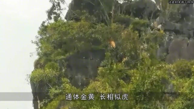 广西发现猛兽“山彪”,通体金黄似虎,虎生三子必有一彪是真的?